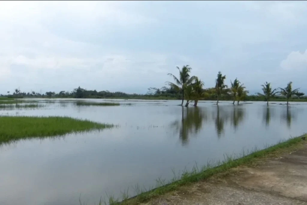 Area persawahan terendam banjir di Purworejo