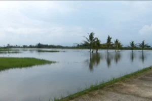 Area persawahan terendam banjir di Purworejo